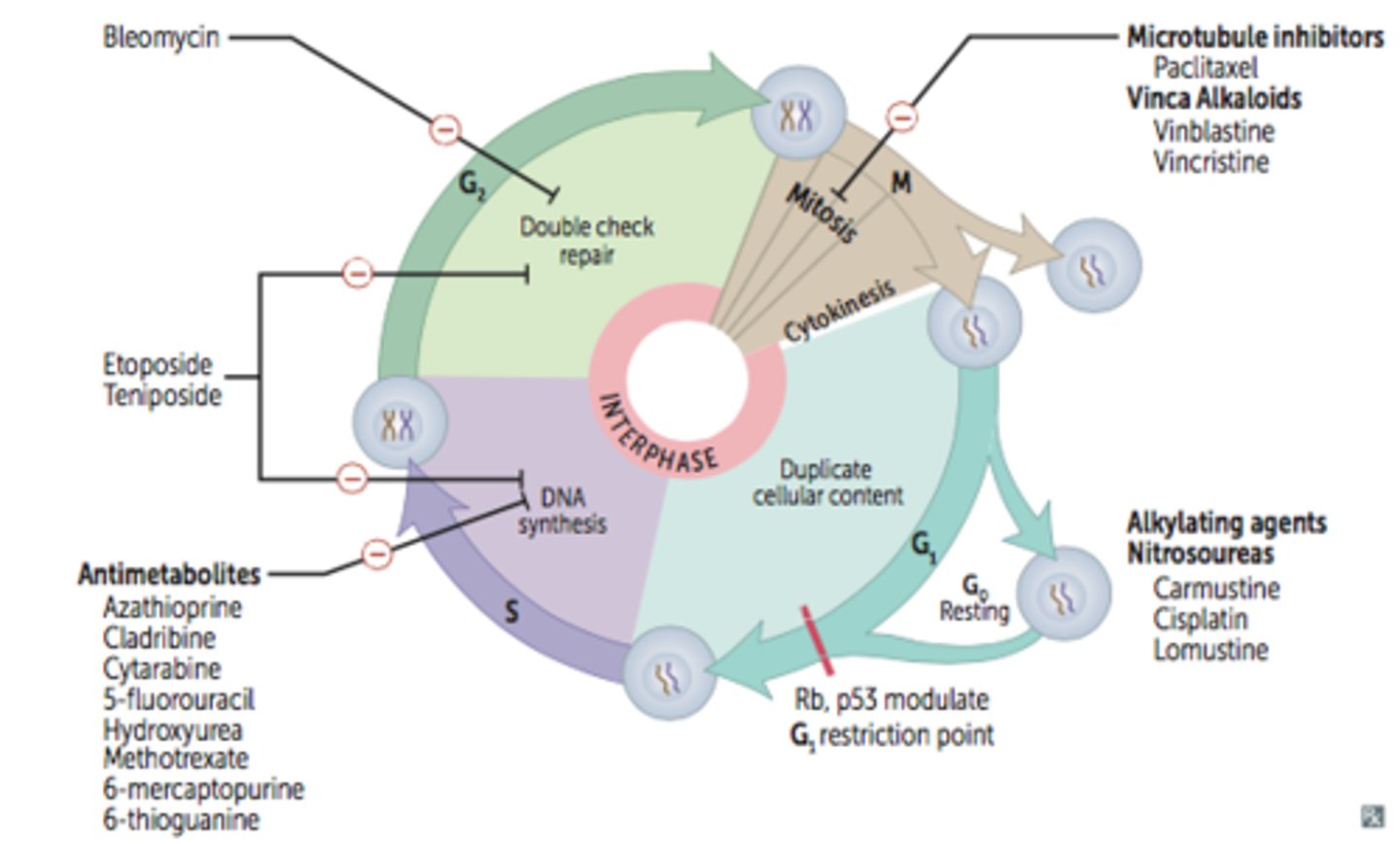 <p>This can result when there is inadequate cell cycle control</p>