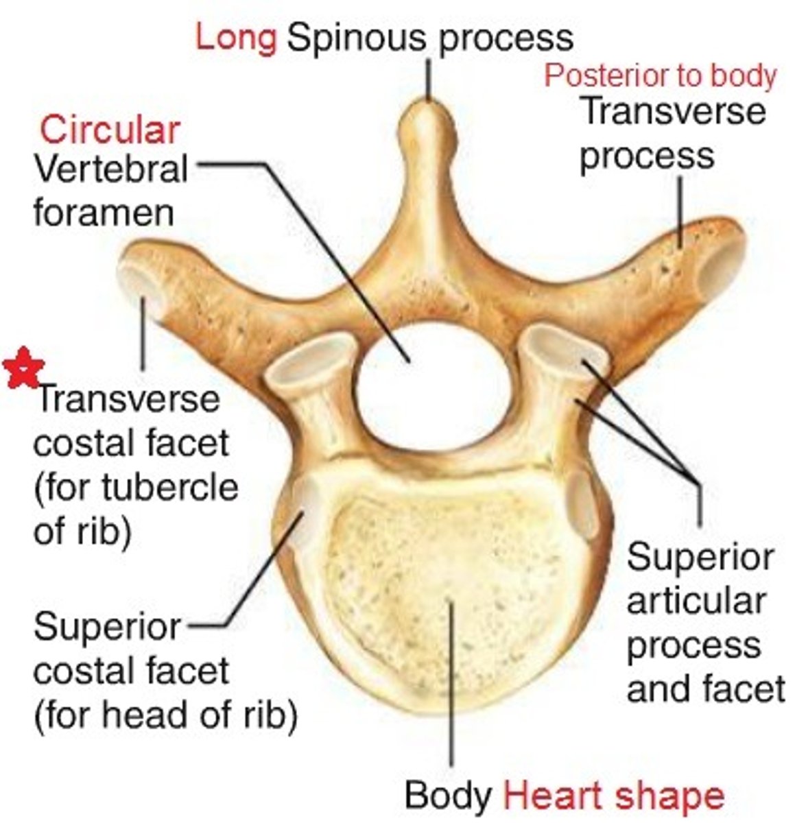 <p>flat, rounded body, spinous process posteriorly, transverse process laaterally, vertebral foramen</p>