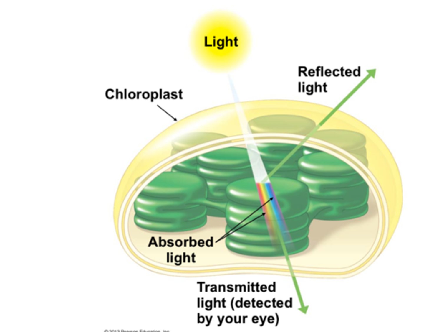 <p>pigment = molecules that selectively absorb certain colors of light</p><p>--&gt;&gt; reflect and/or transmit others</p><p>Result:</p><p>- absorbed colors are not visible</p><p>- the color rejected is the color seen</p>