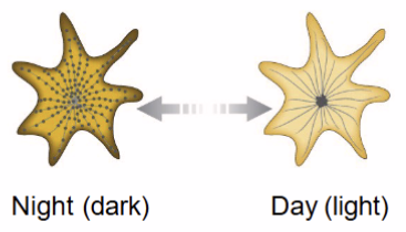 <p>survival mechanism: re-distribute melanin granules for camouflage</p><ul><li><p><strong>kinesin</strong>: dispenses melanin granules outwards in the dark, causing darkly coloured embryo</p></li><li><p><strong>dynein:</strong> dispenses melanin granules towards the centered, causing lightly coloured embryo</p></li></ul><p></p>