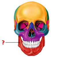Identify this bone.