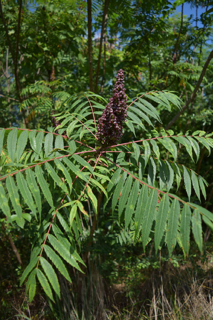 <p>What is the common name?</p>