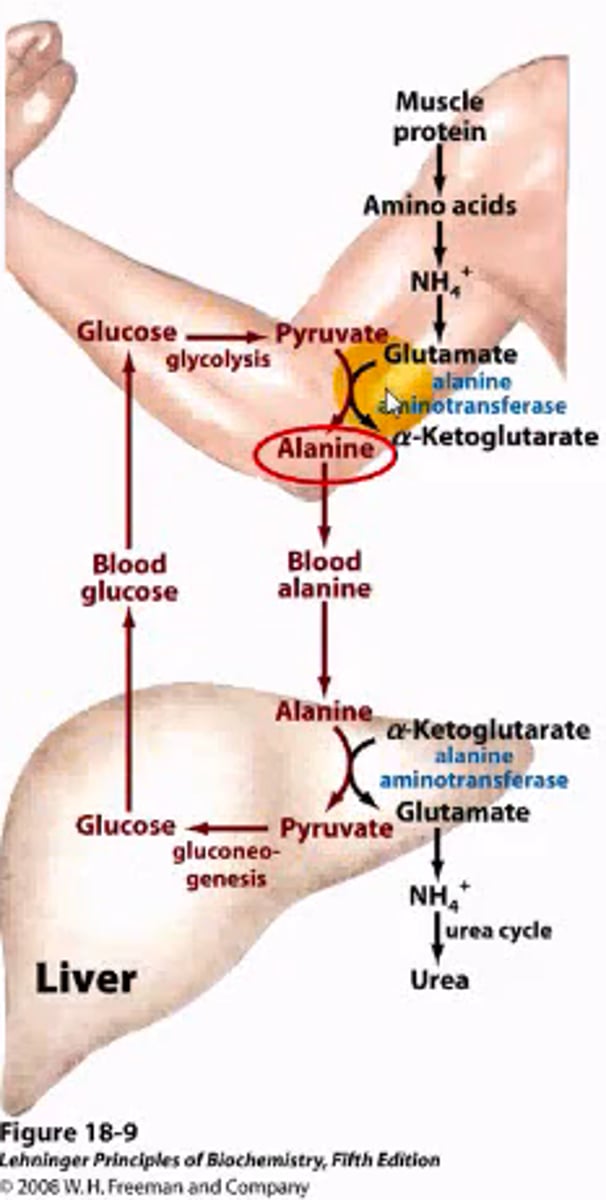 <p>Muscle tissue is broken down into amino acids, and the nitrogen from these aminos is transferred to glutamate. Alanine aminotransferase transfers the nitrogen to alanine (derived from pyruvate through muscle glycolysis), leaving alpha-ketogluterate, and sending alanine to the liver. Alanine from here is converted back to pyruvate for gluconeogenesis, having it's nitrogen attached onto another alpha-ketogluterate by alanine aminotransferase which forms glutamate. Glutamate is then sent to the urea cycle.</p>