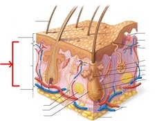 <ul><li><p>strong flexible connective tissue beneath the epidermis. It is made up of fibers in matrix that bind body together.</p></li><li><p>Contains nerves, blood vessels and lymphatic vessels (vascularized).</p></li></ul>