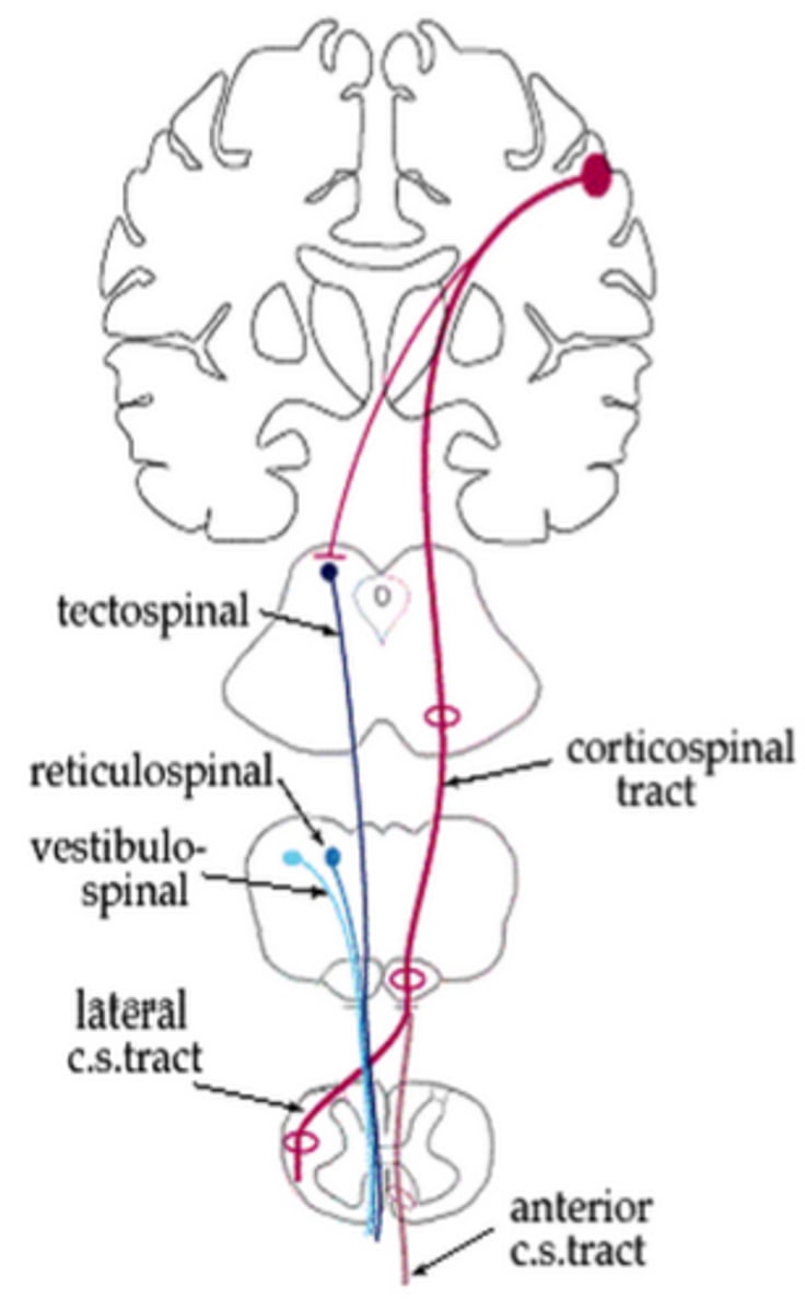 <p>- Motor pathway that originates outside of the pyramidal tract</p><p>- Maintains muscle tone and control of body movement (Ex. Walking, sitting, standing, twisting)</p>