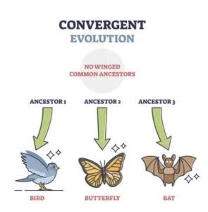 <p>When two different  species develop similar traits despite having different ancestors (analogous traits)</p>