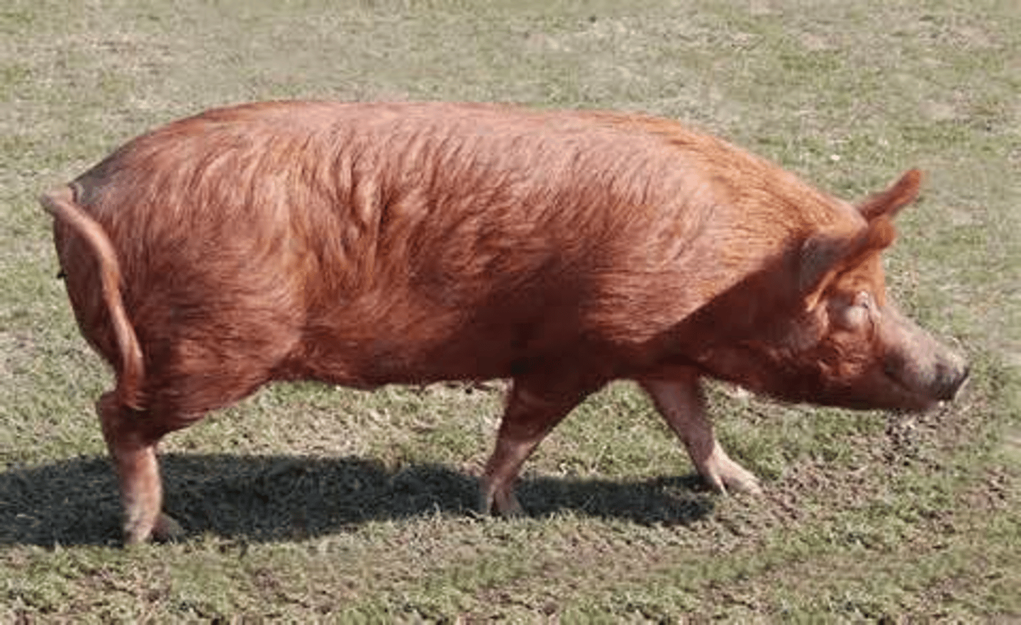 <p>red, pricked ears, very famous bacon, lean meat, semi-extensive</p>