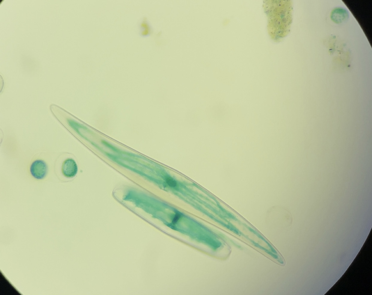 <p>Identify name, kingdom, domain, unicellular/multicellular</p>