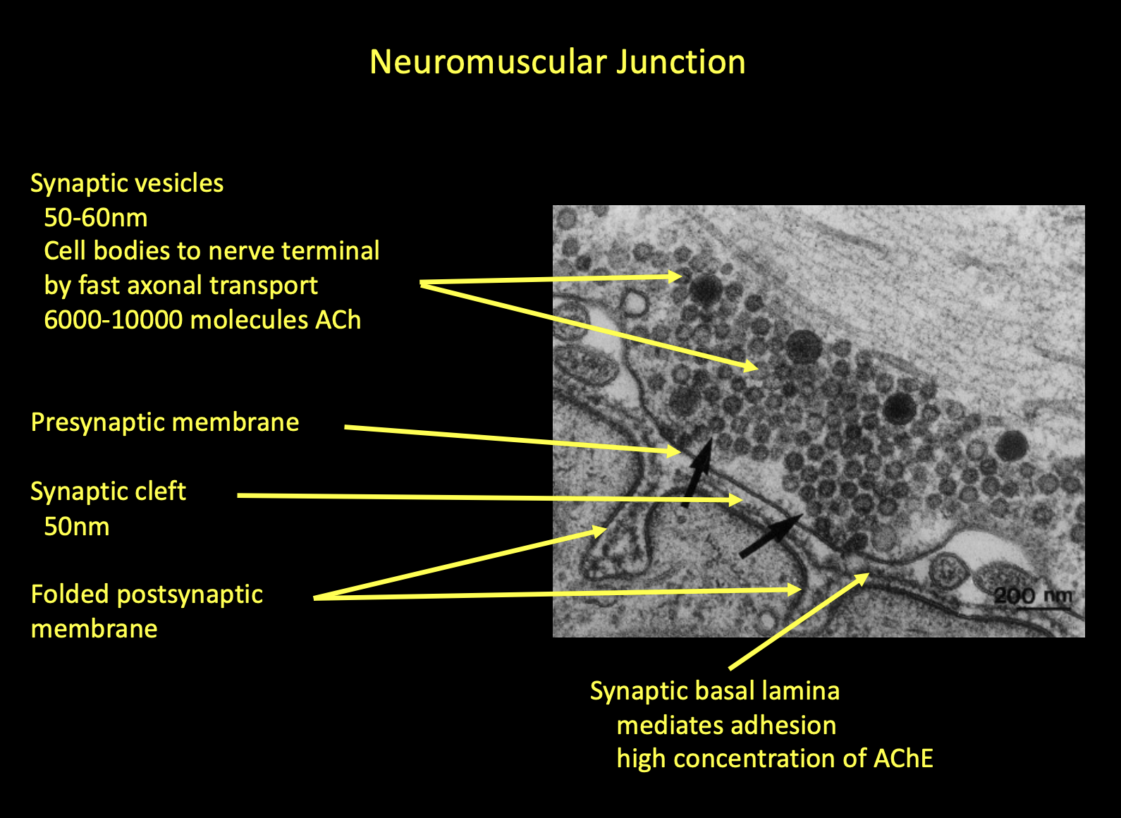 <p>What are the transmission steps at the NMJ?</p>