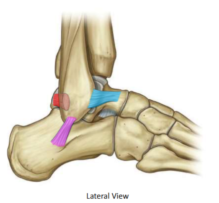 <p>Posterior talofibular</p>