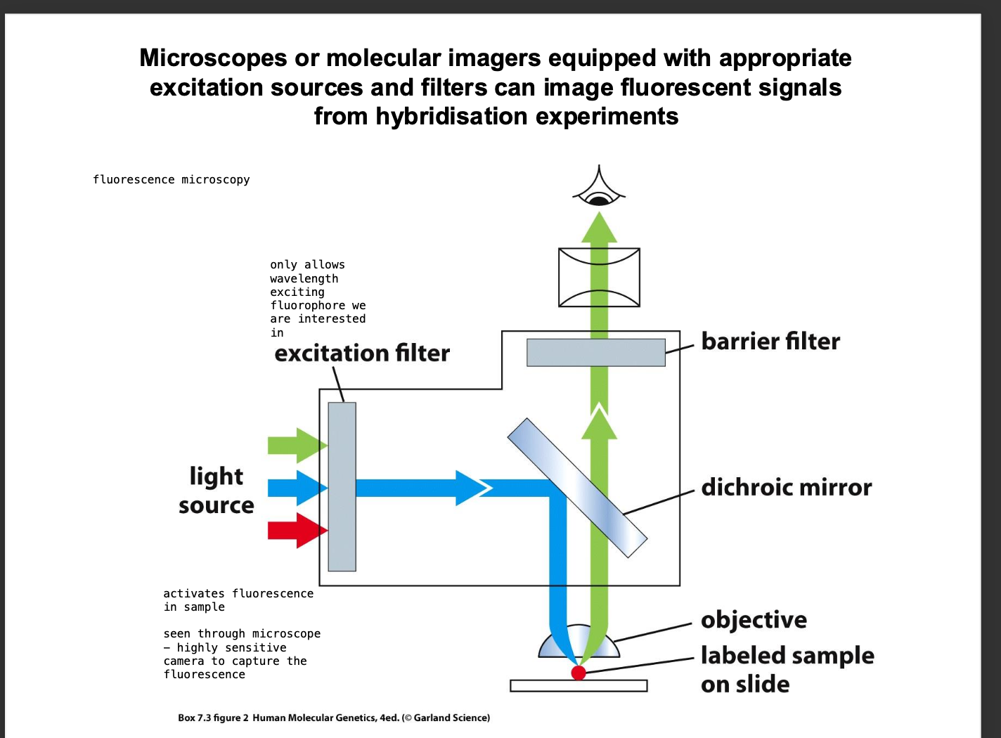 <p>-Equipment with APPROPRIATE EXCITATION SOURCE </p><p>-Excitation filter - wavelength of the fluorophore of interest is chosen </p><p>mages the hybridisation experiment </p><p><strong>fluorescence microscopy </strong></p><p></p>