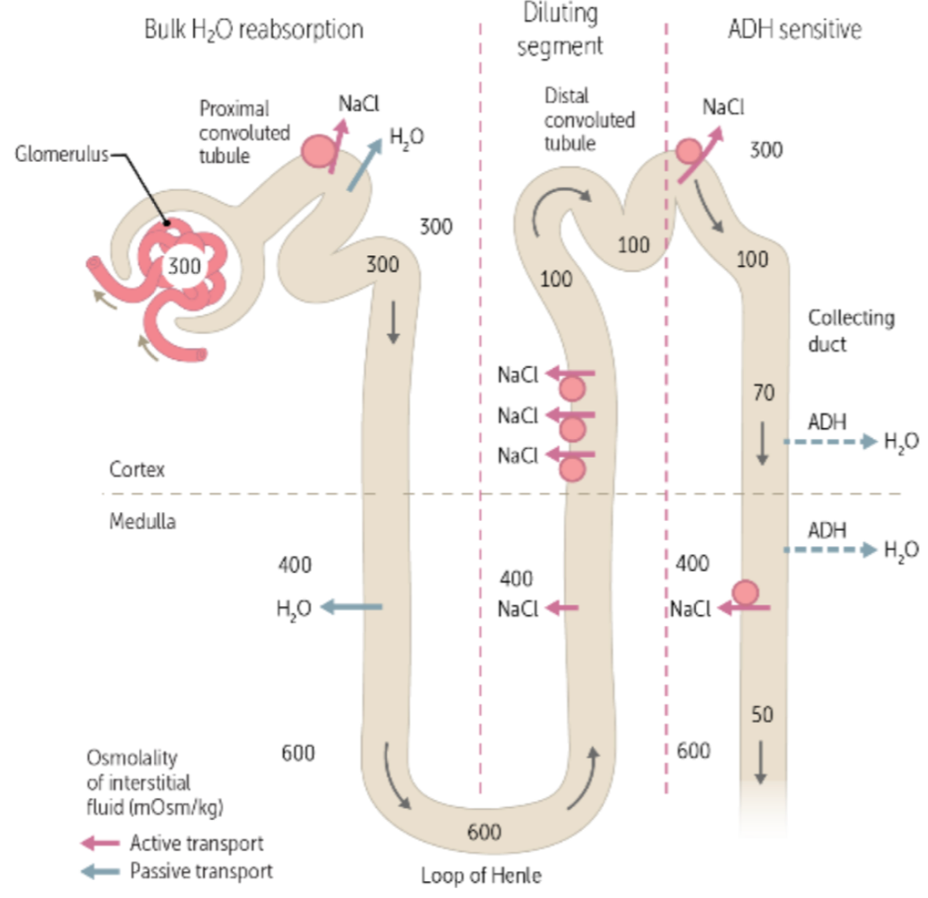 <p>ascending loop of henle, 100 </p>