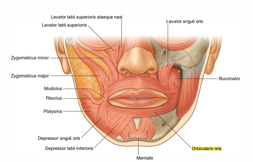 <p>Blends with muscles at angle of mouth</p>