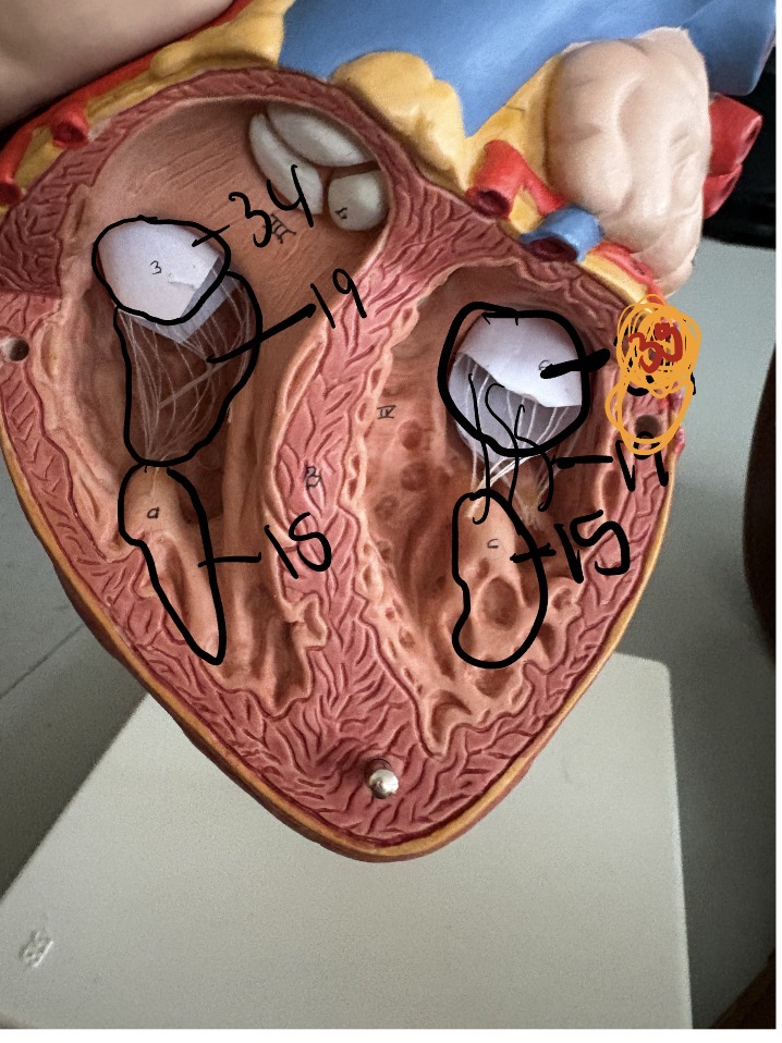 <p>34</p>