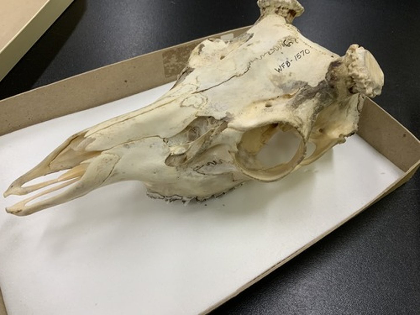 <p>Genus, species</p><p>-dichotomously branched antlers</p><p>-rectangularly shaped nasal bones</p><p>-longer, deeper lachrimal depression</p>
