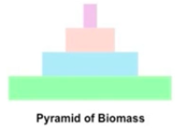 <h2 collapsed="false">usually <span style="color: green">more biomass at lower tropic levels</span>, but not always</h2><ul><li><p>At any point in time, the biomass of algae in a pond is less than the biomass of all the creatures that feed on algae (<strong><span style="color: red">smaller</span></strong> base).</p></li><li><p>The mass of all of the grain in a field is greater than the mass of the rodents and birds that feed on the grain (<strong><span style="color: blue">bigger</span></strong> base).</p></li></ul>