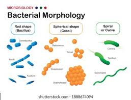 <p>What are the shapes and arrangements of bacteria?</p>