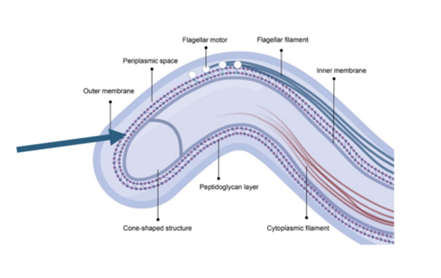 <p>T. pallidum:</p>