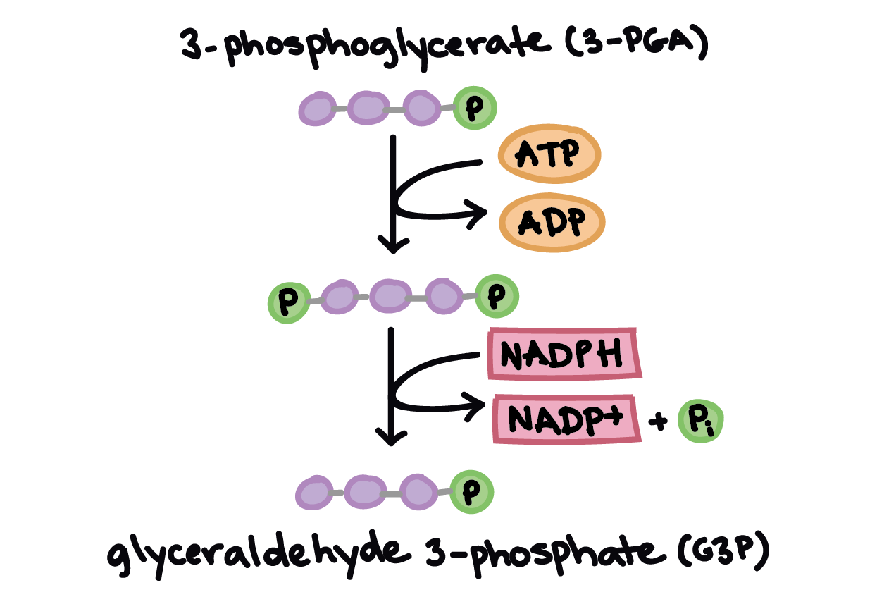 <ul><li><p><strong><span style="color: blue">6 PGA</span></strong> is reduced to form 6 1,3-BPG, which is further reduced to <strong><span style="color: yellow">6 G3P</span></strong></p></li><li><p>This requires <strong><span style="color: green">6 ATP</span></strong> and <strong><span style="color: red">6 NADPH</span></strong></p></li></ul>
