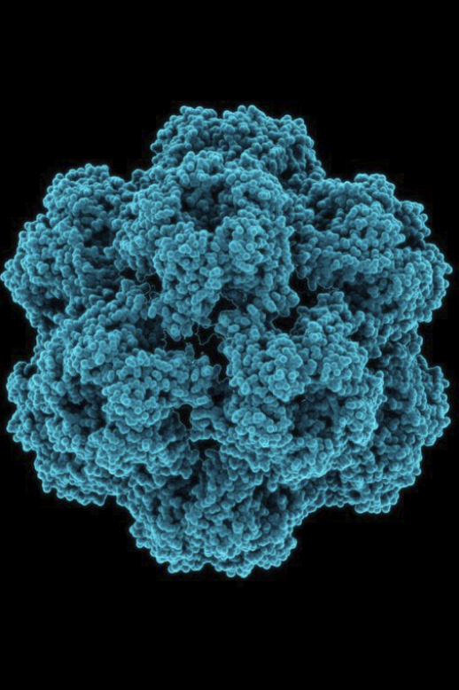 <p>NOT CELLS! Macromolecular packages that can function and reproduce <strong>only within living cells.</strong> VERY SMALL!</p><p>Basic structures: <strong>nucleic acid genome</strong> and <strong>protein capsid that covers the genome</strong>.</p><p>Main factor that determines what cell type a virus can infect: <strong>surface expression of a specific surface protein.</strong></p><ol><li><p>Highly complex and organized</p></li><li><p>Activity controlled by a genetic program</p></li><li><p>Needs to hijack a host/body in order to reproduce</p></li><li><p>Cannot assimilate or use energy, must randomly hijack other bodies</p></li><li><p>Do not carry out many chemical reactions (but sometimes enzymes are added into genetic material, found on surface in order to penetrate into host cell)</p></li><li><p>Do not engage in mechanical activities; are randomly spread out and penetrate host cells only through random contact (don’t actively chase hosts)</p></li><li><p>Do not respond to stimuli</p></li><li><p>Not capable of self-regulation</p></li><li><p>Can evolve</p></li></ol>