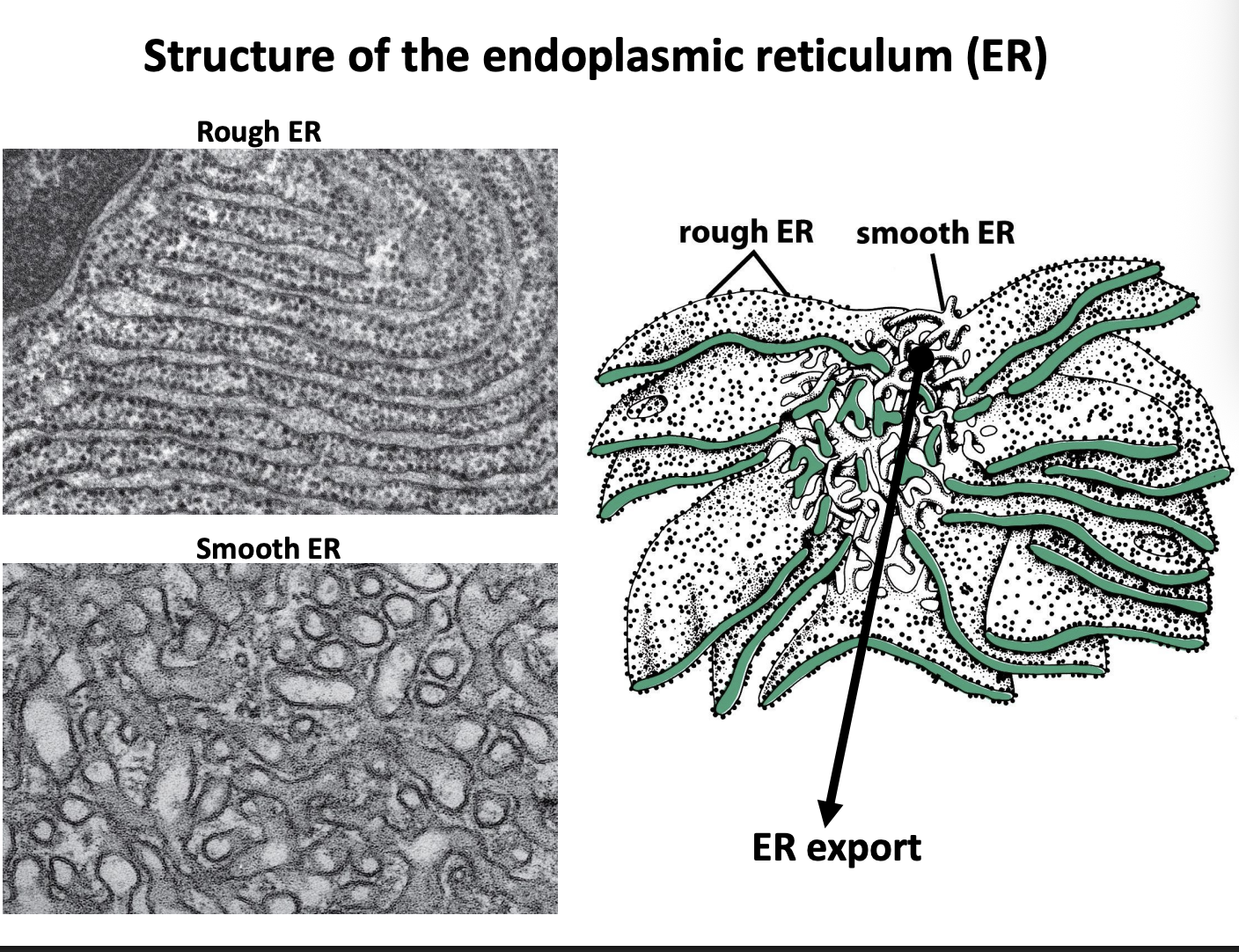 <p>Two functionally and morpholgically distinct domains</p><ol><li><p>Rough</p><ul><li><p>sheet-like</p></li><li><p>studded with protein-synthesisng ribosomes</p></li></ul></li><li><p>Smooth</p><ul><li><p>tubular</p></li></ul></li></ol><p></p>