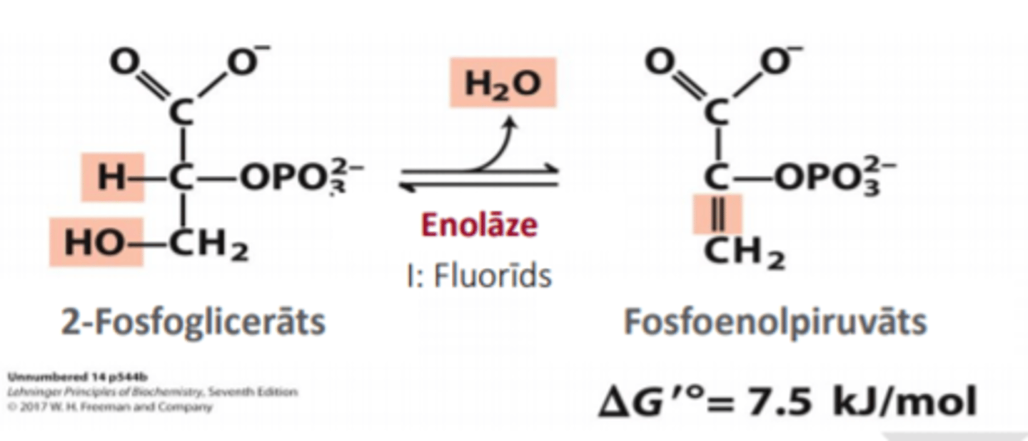 <p>2-fosfoglicerāts ---> fosfoenolpiruvāts</p><p>enzīme - enolāze</p>