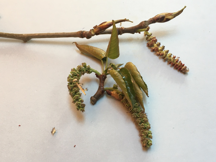 <p>hairy catkins</p><p>sticky/gooey leaves</p><p>salicoid teeth </p>