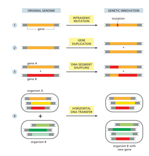 <p>New genes can arise through various mechanisms:</p>
<ul>
<li>Intragenic mutation: Modifying an existing gene's sequence.</li>
<li>Gene duplication: Creating a copy of an existing gene.</li>
<li>DNA segment shuffling: Recombining segments from different genes.</li>
<li>Horizontal transfer: Acquiring genes from another cell.</li>
</ul>