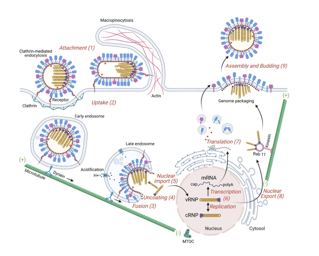 <ul><li><p>once endocytosis occurs through early endosome which is this lipid-enclosed vesicle inside the cell.&nbsp;</p></li></ul><p></p><ul><li><p>normally the purpose of this process is that when something binds to the surface of the cell, we will take the material up and these early endosomes will mature into late endosome. these late endosomes start to decrease the pH of that compartment. the decrease of the pH of that compartment (this activates a bunch of proteases that destroy whatever it is being taken up into the cell. basically it is a way to grab nutrients from outside the cell) and fusion with lysosome.</p></li></ul><p></p><ul><li><p>the drop in pH in late endosome causes a conformational change in HA protein. it changes from binding to sialic acids to then the fusion peptide within the HA protein opens up and digs into the endosome. once the endosome is open, it releases the RNA nuclear particles associated with the influenza virus.</p></li></ul><p></p><p></p><ul><li><p>those RNA molecules are translated into protein. the new virus is produced and then the virus makes its way to the surface of the cell and escapes (the escape is called Budding). basically it buds into a new viral particle that can then go on to infect other cells.</p></li></ul><p></p>
