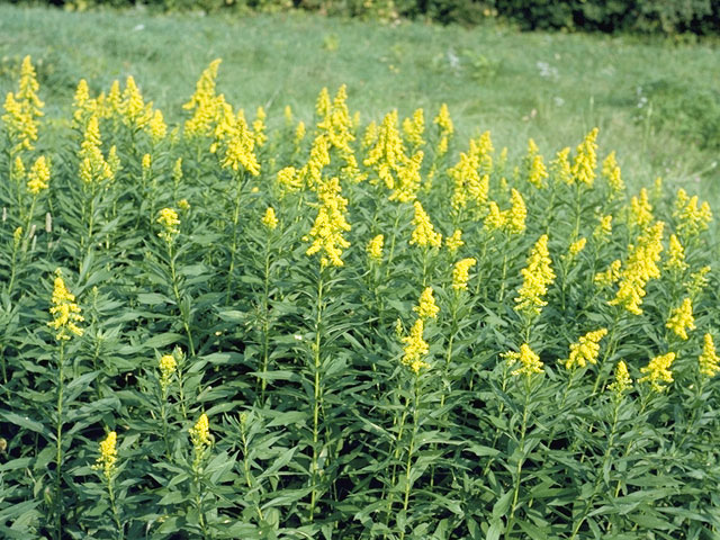 <p>goldenrod: monocot or dicot?</p>