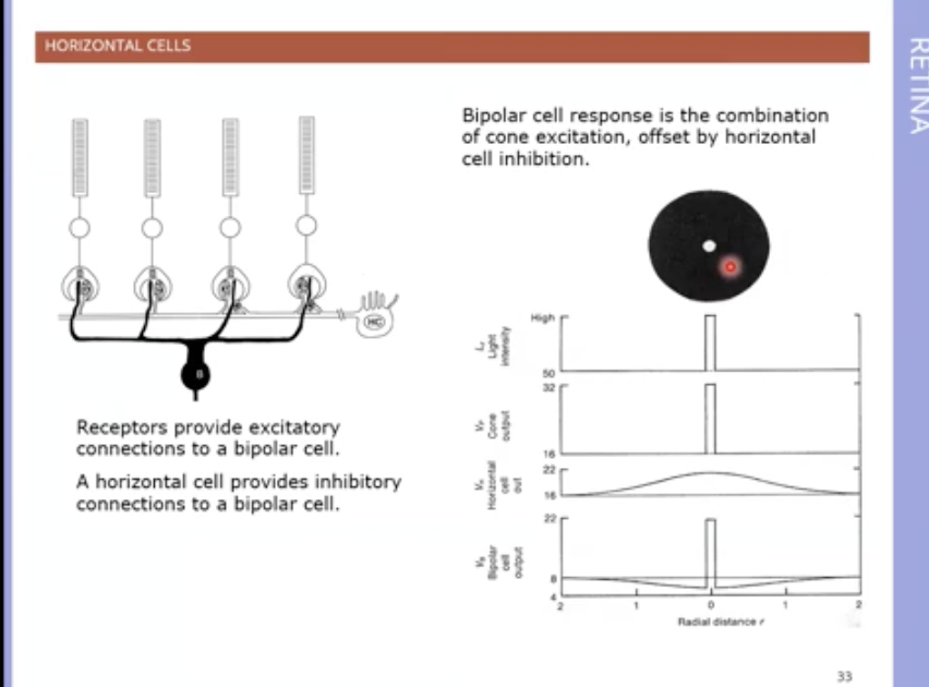 <p>neurons that receive inputs from photoreceptors and pass onto neighbouring photoreceptors</p><p>effect depends on sign / polarity&nbsp;</p><p>so if positive it makes resolution less sharp as its same sign as direct photoreceptor &nbsp;input</p><p>if negative its opposite so transforms vertical pathway to signalling contrast in illumination instead of amount of light - helps spatial resolution</p>