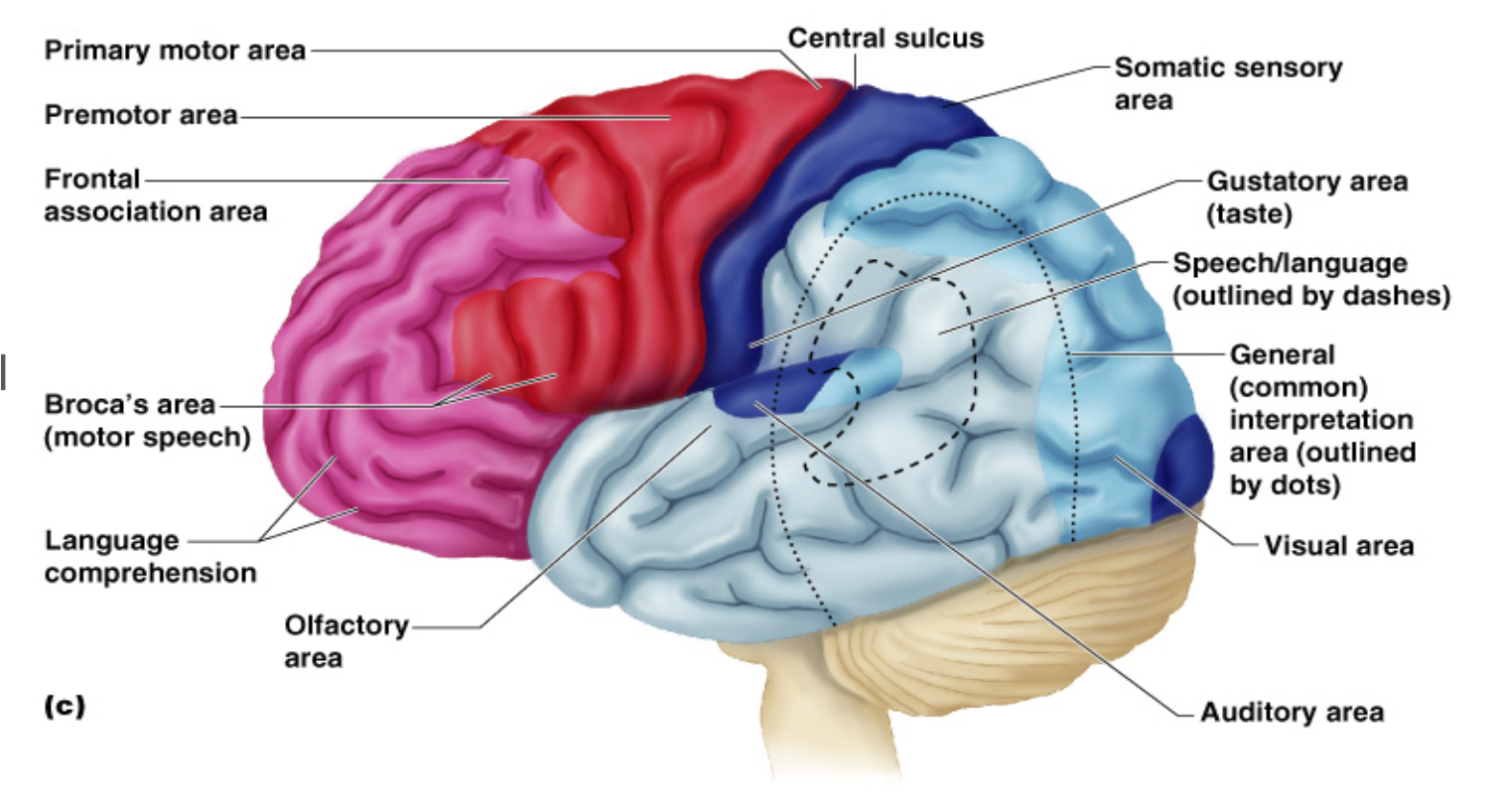 <p>A groove separating the frontal and parietal lobes; divides motor and sensory regions.</p>