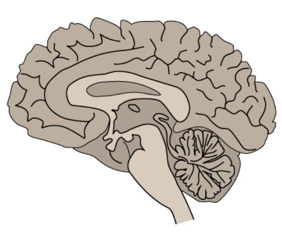 <p>what view is this section?</p>