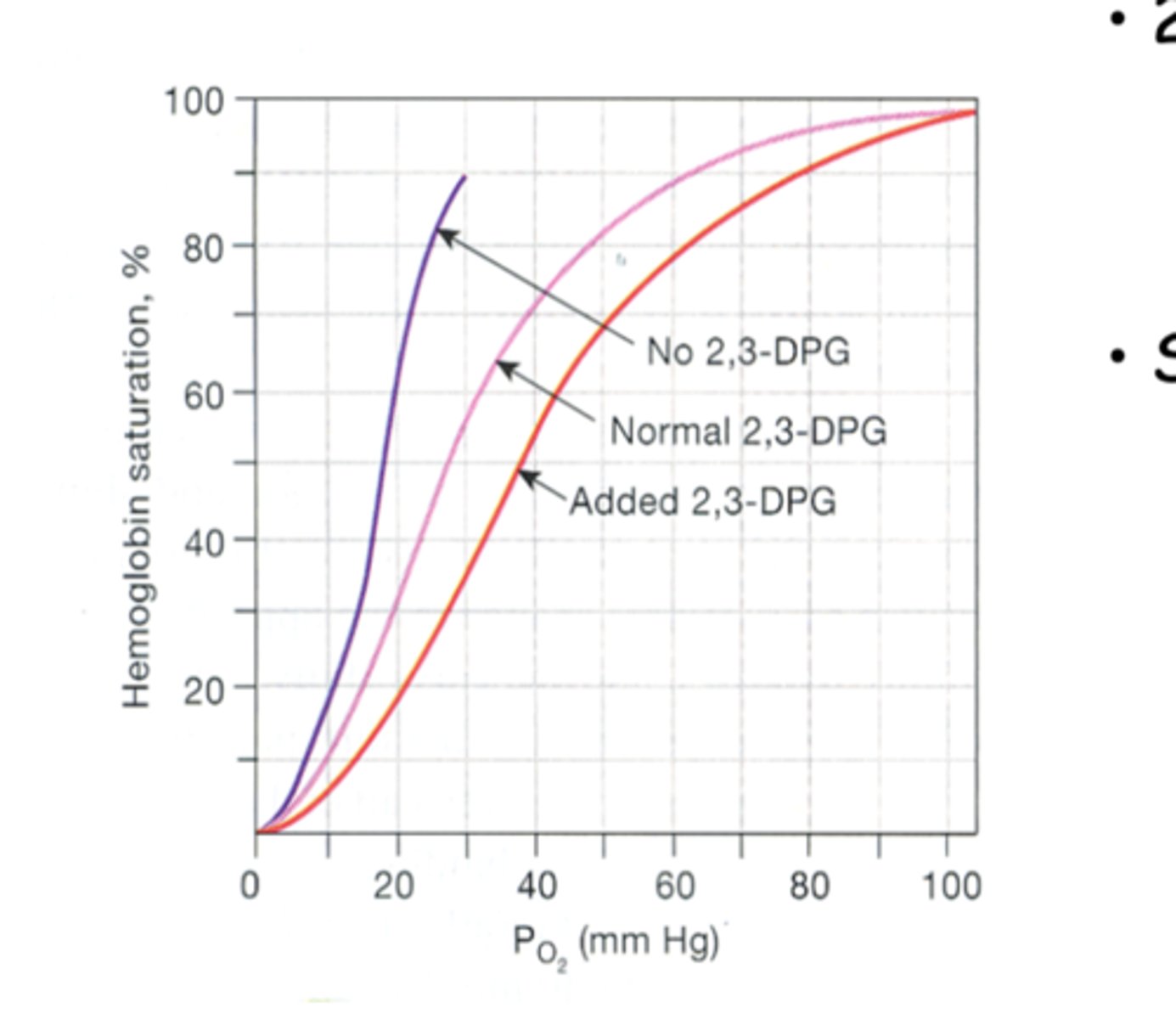 <p>-increased 2,3-DPG --&gt; decreased affinity (shifts curve to the right) </p><p>-decreased/absent 2,3-DPG --&gt; increased affinity (shifts curve to the left) </p><p>*stimulation of glycolysis in exercise increases 2,3-DPG to levels that decreased Hb affinity for O2 </p>