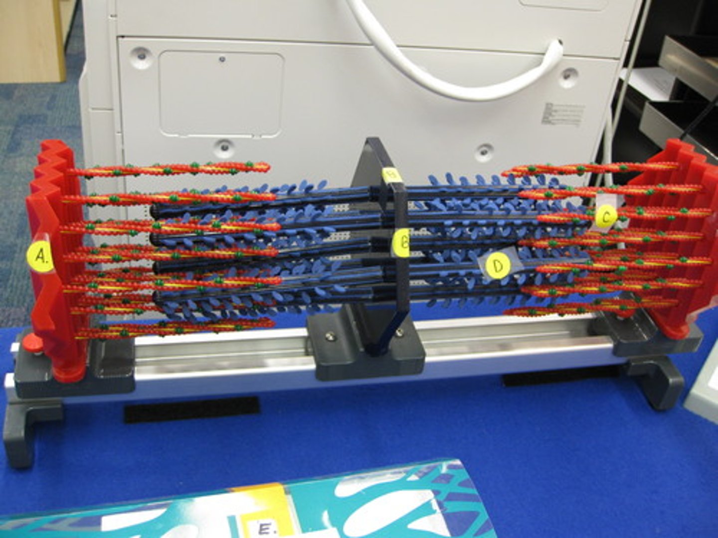 <p>thin filaments (red) get pulled towards middle</p>