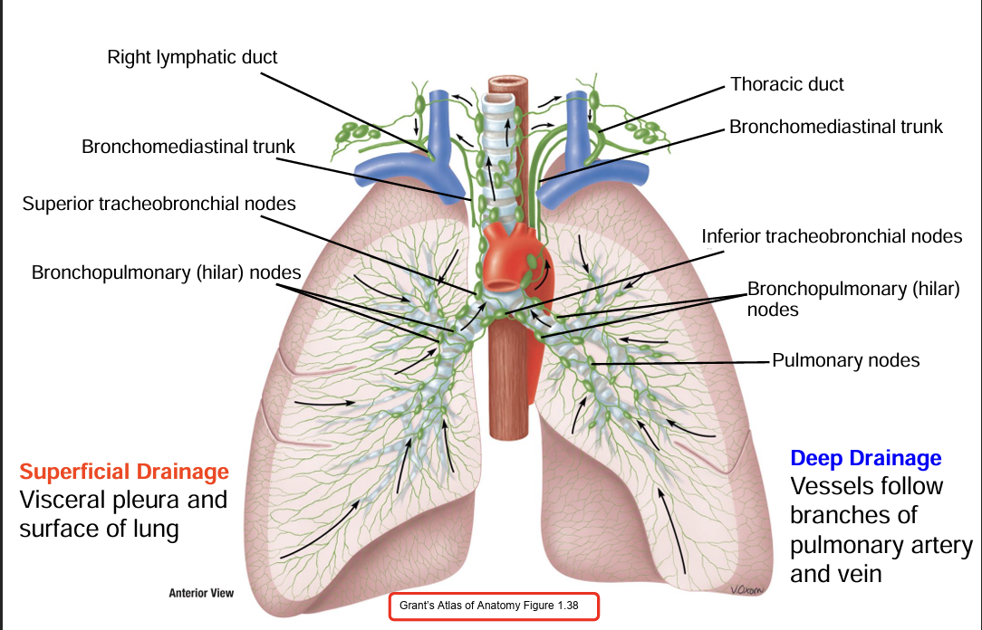 <p>Pulmonary Lymph Nodes —&gt; Hilar Lymph Nodes —&gt; Mediastinal Lymph Nodes —&gt; right lymphatic duct or thoracic duct (left lung) —&gt; right and left subclavian</p><p></p><p>-subcarinal lymph nodes that drain from both lungs</p>