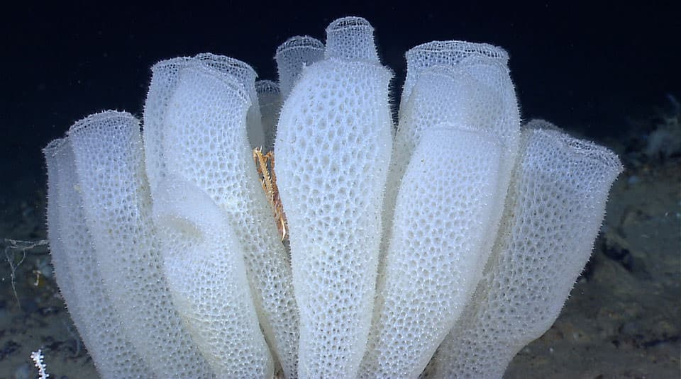 <p>Identify Phylum/Class</p><p>Vertebrate or Invertebrate?</p><p>Symmetry? Tissue Type?</p><p>Composed of?</p>