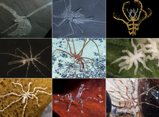 <p>Class Pycogonida (Under Subphylum Chelicerata)</p>