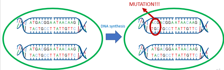 <p><span><span>SNPs arise by point mutations. In this example, during DNA synthesis (in mitosis or meiosis), a mutation occurs at a locus where a T nucleotide changes into a C nucleotide.</span></span></p>
