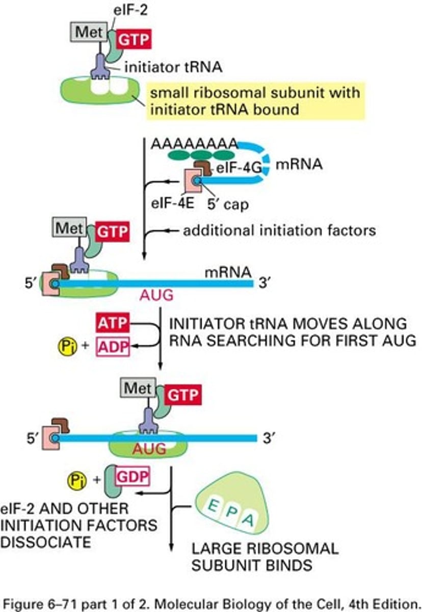 <p>Common initiation codon for protein synthesis.</p>