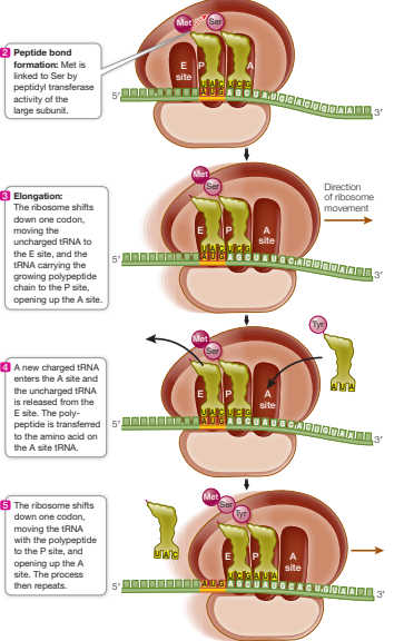 <p>Elongation</p><ol><li><p>Charged tRNA enters A site carrying amino acid complementary to codon </p></li><li><p>Large ribosomal subunit catalyses: the breaking of bond between the tRNA and amino acid in P site, and formation of peptide bond between amino acid from P site and amino acid in A site</p></li><li><p>Ribosome shifts to next codon, releasing uncharged tRNA from the E site</p></li><li><p>A site is open and the process repeats</p></li></ol><p></p>