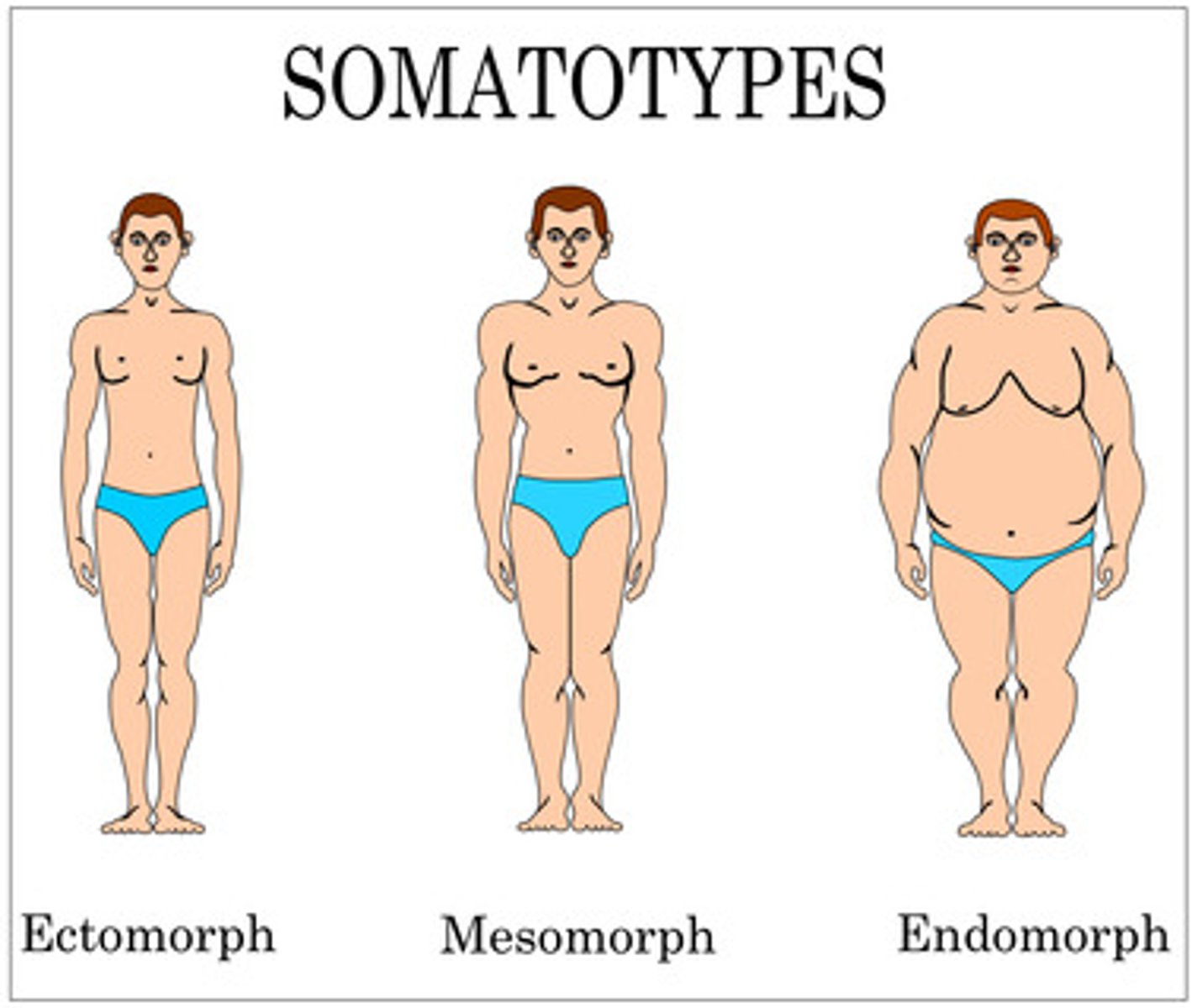 <p>1. Ectomorph</p><p>2. Endomorph</p><p>3. Mesomorph</p>
