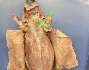 <p>(muscle)</p>