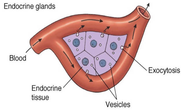 <p>gut hormones are secreted into the blood by endocrine glands upon appropriate neuronal or nutritional stimulation</p><ul><li><p><span style="color: rgb(255, 255, 255);"><span>gut hormones are chemical messengers released into circulation and act on receptors in distal locations to regulate motility, pancreatic secretions, and other digestive tract (and non-digestive tract) functions</span></span></p></li></ul><p></p>