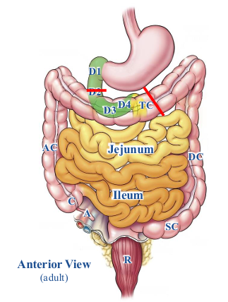 <p>-duodenum (distal to entrance of bile and main pancreatic ducts; red line)</p><p>-jejunum and ileum</p><p>-cecum</p><p>-appendix</p><p>-ascending colon</p><p>-transverse colon (proximal 2/3; black line)</p><p>-secondarily retroperitoneal: duodenum and ascending colon</p>