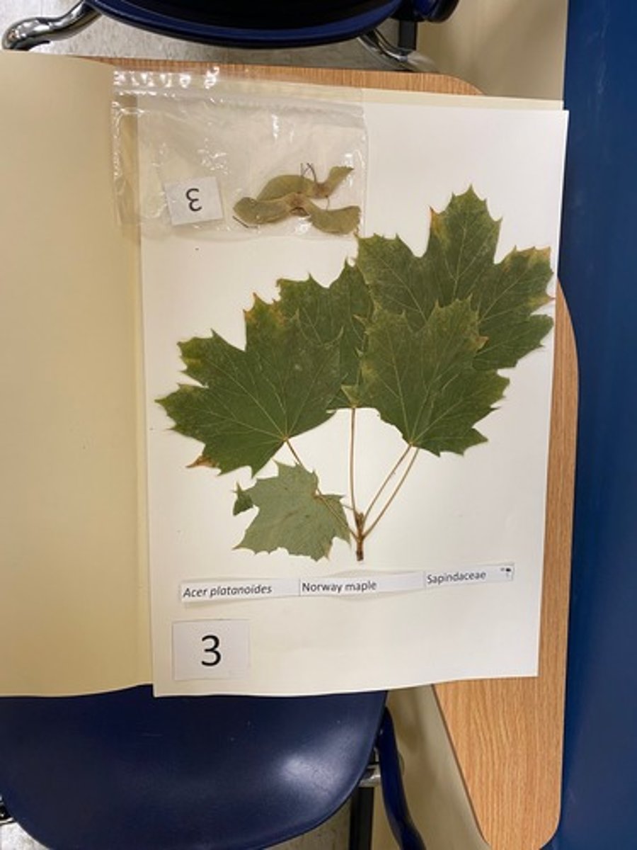 <p>Acer platanoides (Sapindaceae)</p>