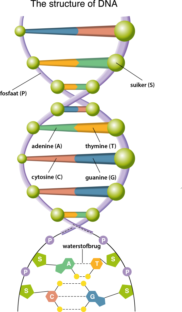 <ul><li><p>“verbinding'“ tussen H en N/O/F</p></li><li><p>an sich zwakke verbinding, maar in grote aantal zorgt het wel voor stevigheid</p></li></ul><p>‎</p><ul><li><p>compenseren elektrostatische repulsie tgv negatief geladen fosfaat </p></li></ul><p></p>