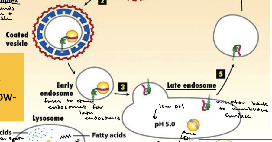 <p>The early endosome containing the LDLR and the LDL particle fuse to other endosomes to form a late endosome. Late endosomes have a low-pH (pH 5 compared to pH 7) environment that causes the dissociation of the LDLR from the LDL particle and initiates the receptor going back to the membrane surface.</p>