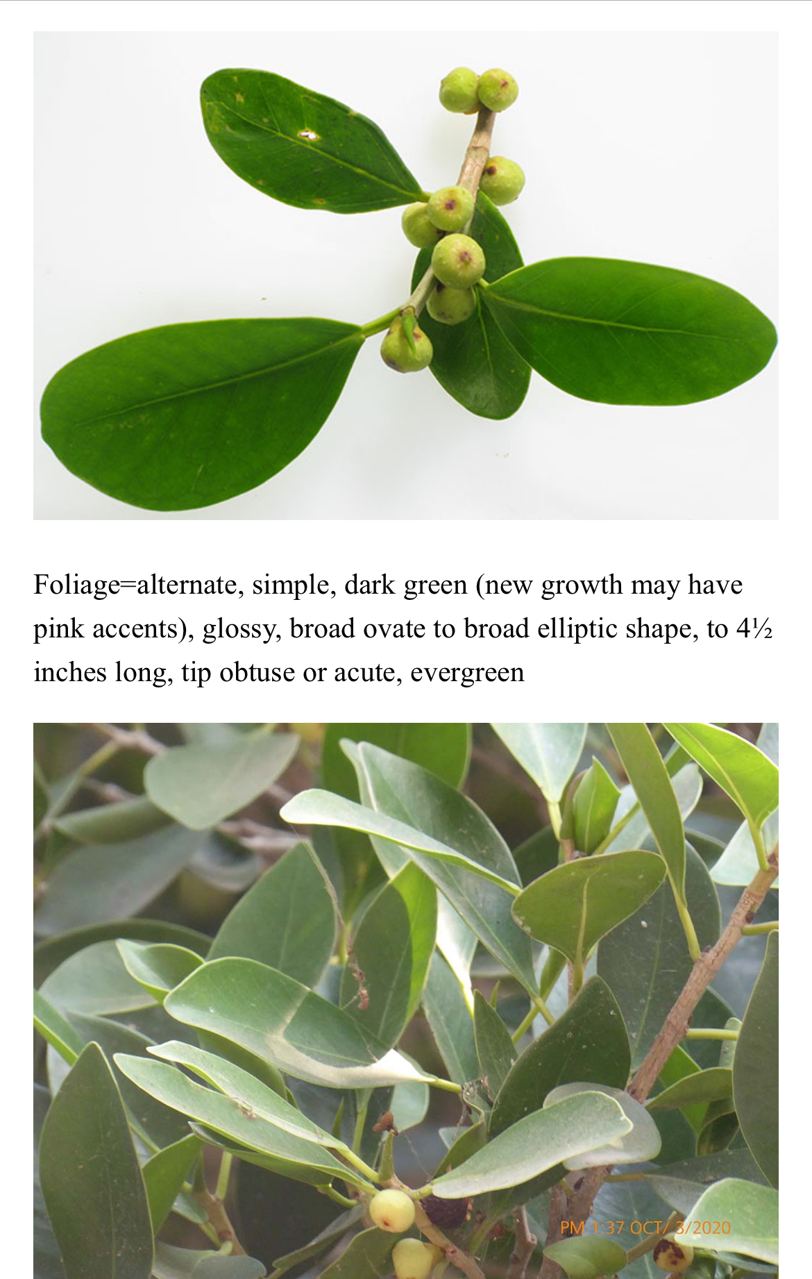 <p>Ficus microcarpa</p>