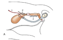 <p>tilted toward the anus</p>